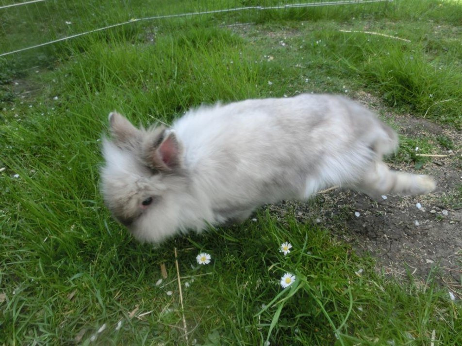 Hase Hase