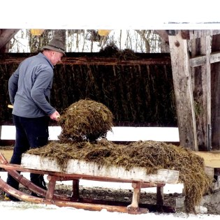 Karl verteilt Gras-Silage in den Futterkrippen, © Alpenwelt Karwendel | Andrea Schmölzer