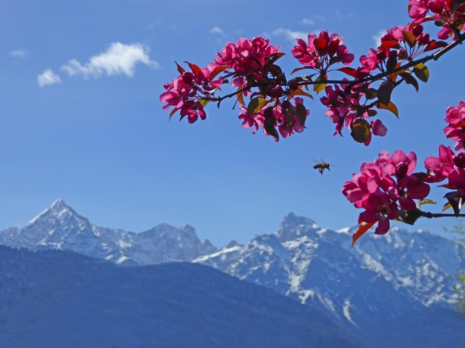 Baumblüte, © Georg Schober