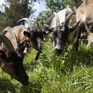 Den Ziegen schmeckt das frische Gras der einzigartigen Berglandschaft rund um Mittenwald, Krün und Wallgau, © Alpenwelt Karwendel | Hubert Hornsteiner