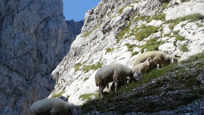 Feinste Bergkräuter in den Felsen des Karwendel, © Alpenwelt Karwendel | Andrea Schmölzer