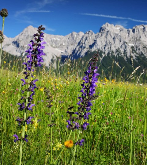 Sommerliche Aussichen von den Buckelwiesen zwischen Krün und Wallgau, © Alpenwelt Karwendel | Rudolf Pohmann