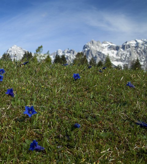 Königsblauer Enzian vorm Karwendel, © Alpenwelt Karwendel | Hubert Hornsteiner