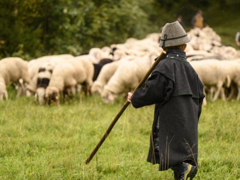 Almabtrieb der Schafe, © Alpenwelt Karwendel/ Philipp Gülland