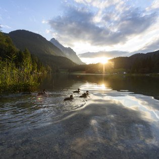 Entenfamilie am Lautersee bei Mittenwald in der Alpenwelt Karwendel, © Alpenwelt Karwendel | Wolfgang Ehn