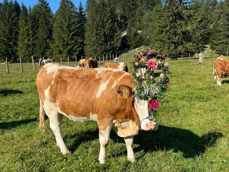 Almabtrieb Almabtrieb