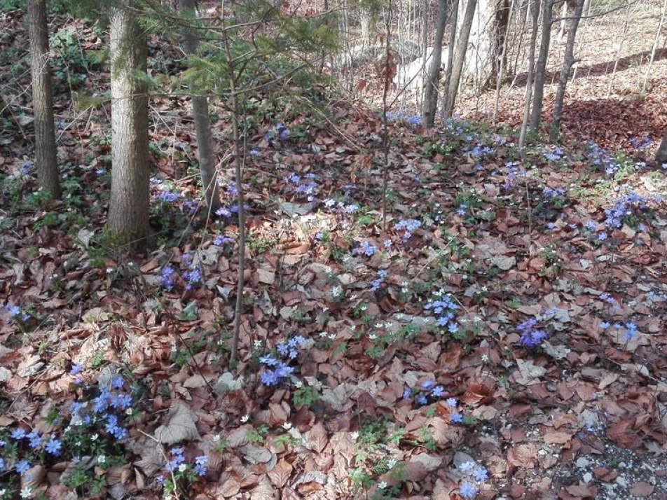 Die Blumen finden ihren Weg