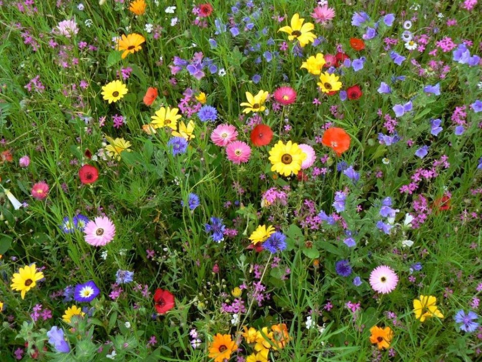 blumenwiese bunte blumen viele blumen samenmischun