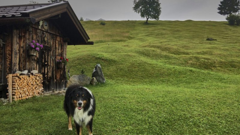 An den Buckelwiesen bei Krün, © Andrea Obele | mein-wanderhund.de