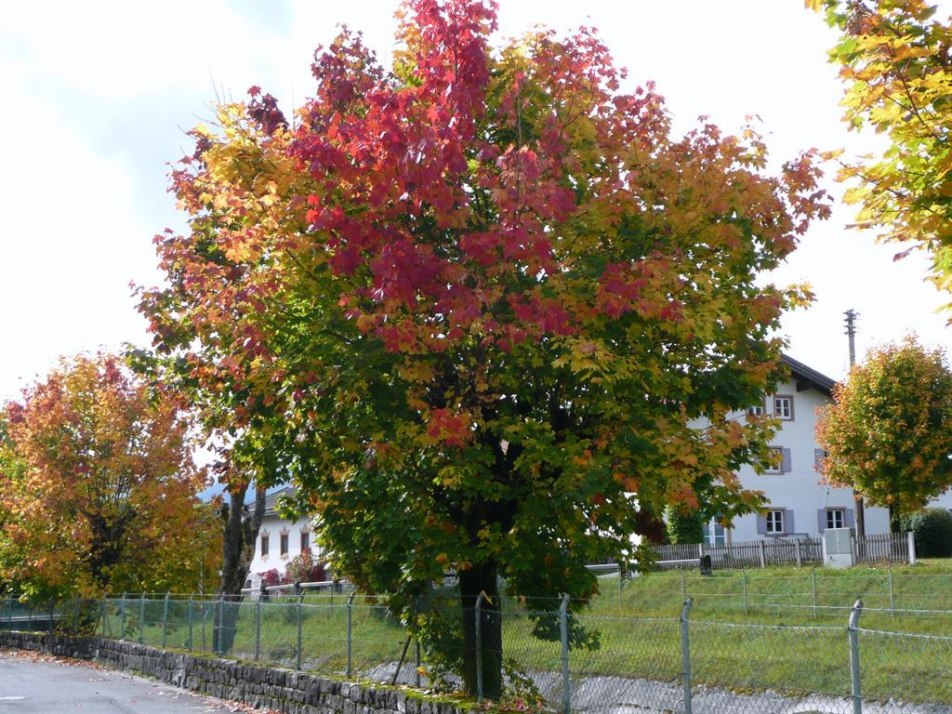 Herbst Herbst