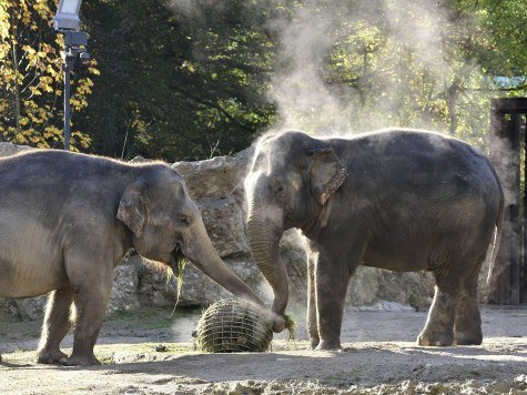 Elefanten im Tierpark Hellabrunn, © Tierpark Hellabrunn |Michael Thomas 