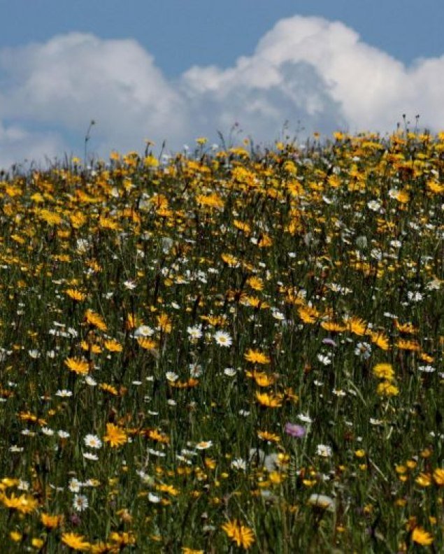 Wildkräuterwanderung, © Alpenwelt Karwendel | Danny Böttger