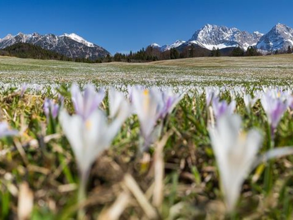 Krokusblüte direkt vor dem Haus