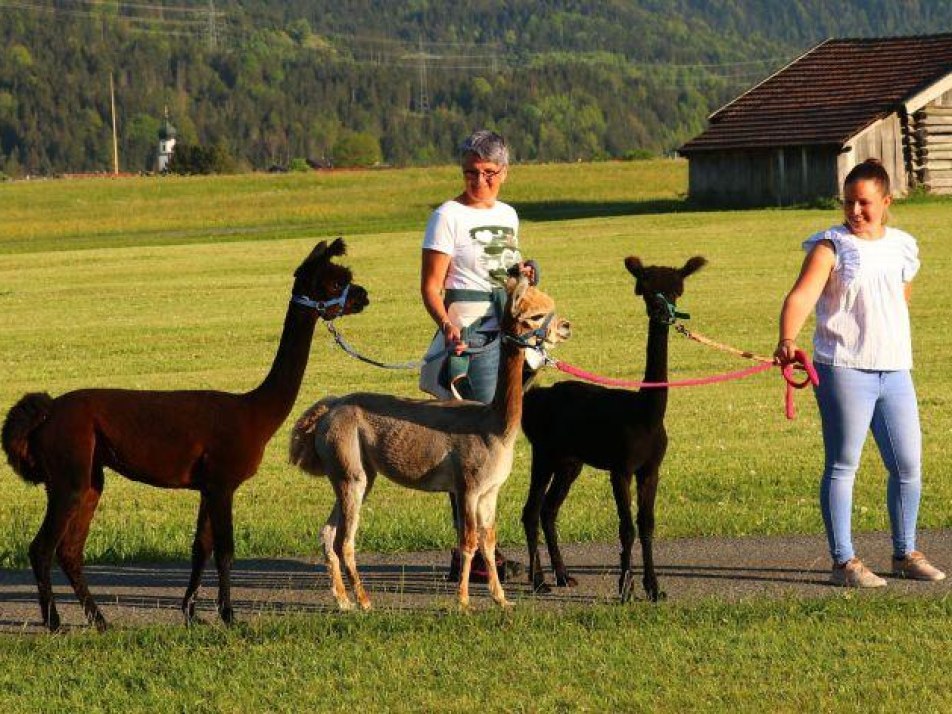 Winterliche Alpakawanderung, © Alpenwelt Karwendel | Wallpakas, Anna Hauke Winterliche Alpakawanderung, © Alpenwelt Karwendel | Wallpakas, Anna Hauke