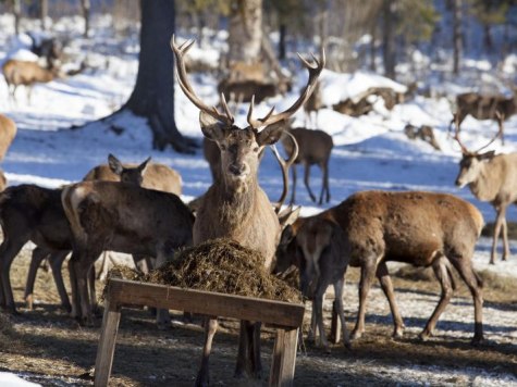 Winterzeit im Wald: Kinderwanderung zur Wildfütterung (Wallgau), © Alpenwelt Karwendel | Hubert Hornsteiner