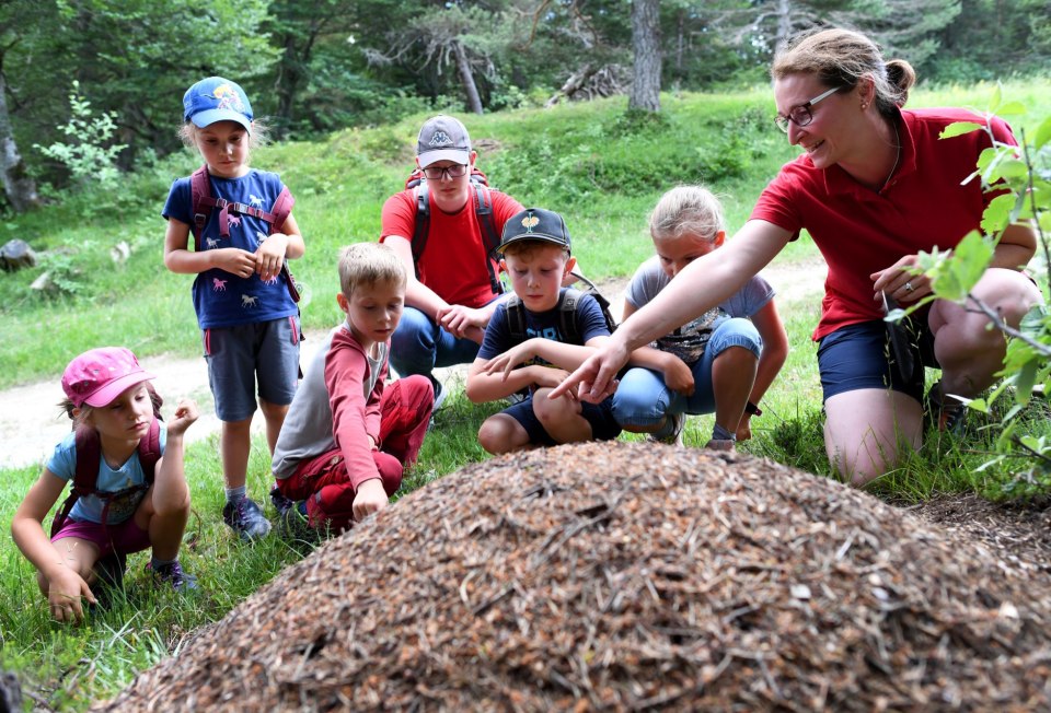 The enchanting beech forest offers nature & fun!, © Alpenwelt Karwendel | Angelika Warmuth