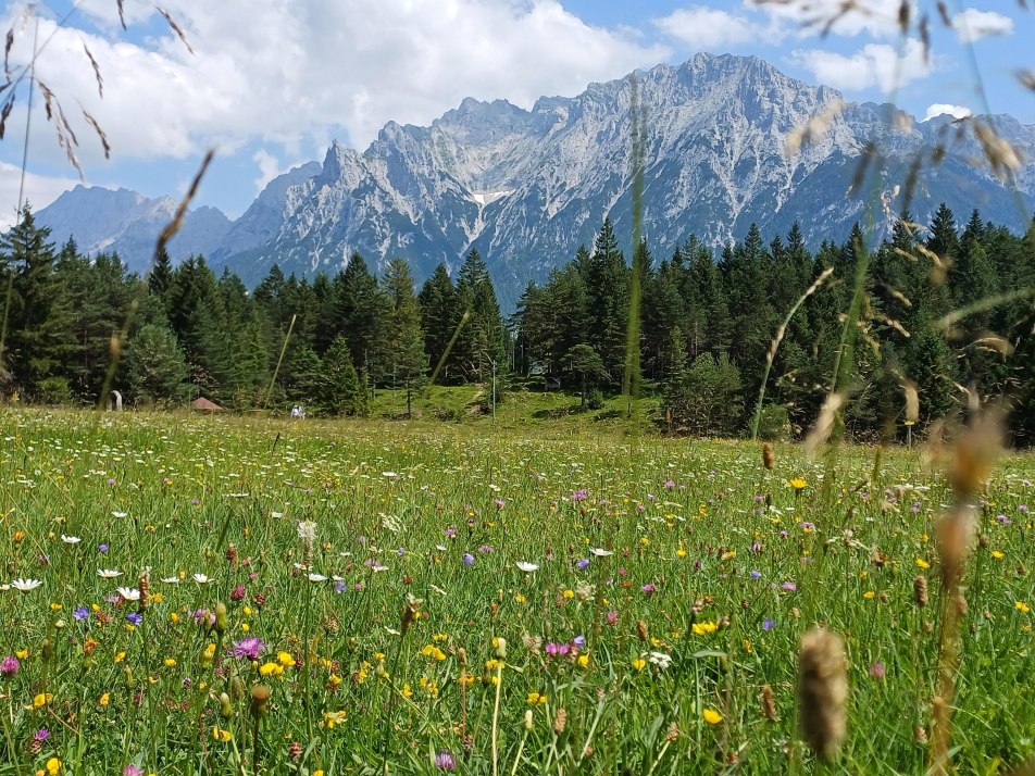 Blumenwiese