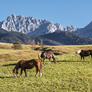 Pferde auf den Buckelwiesen in der Alpenwelt Karwendel, © Alpenwelt Karwendel | Wera Tuma