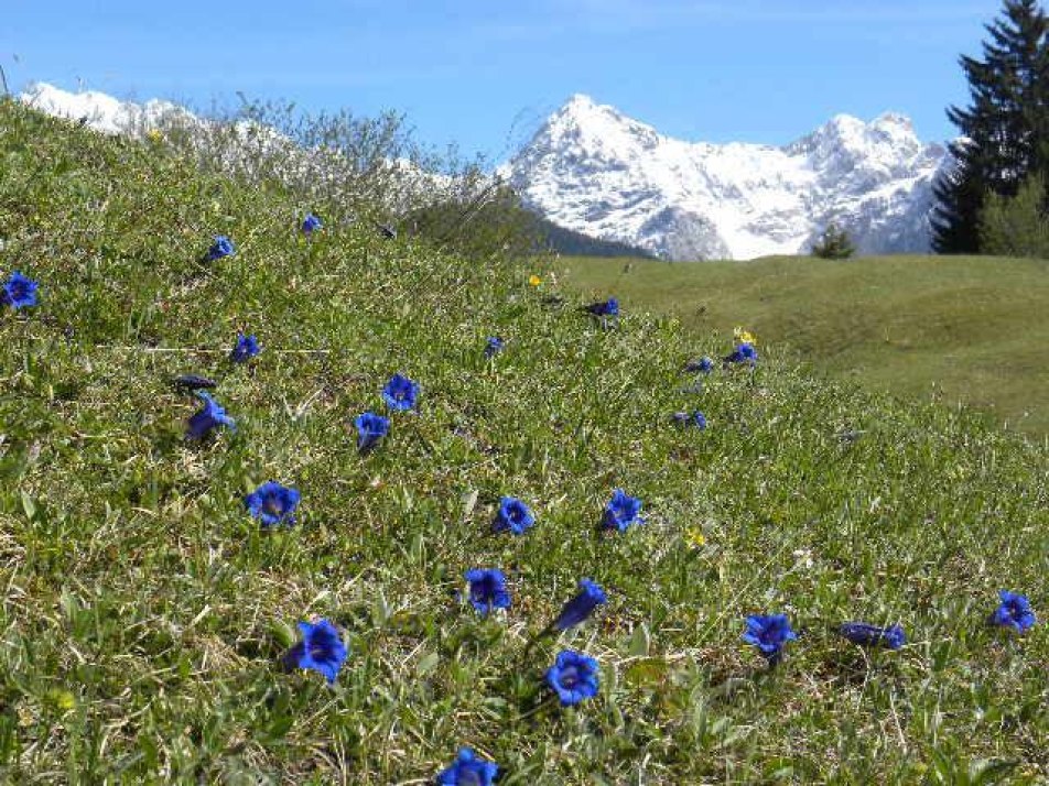 Enzianblüte im April/Mai