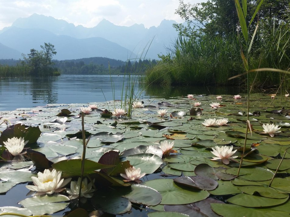 Seerosen Barmsee