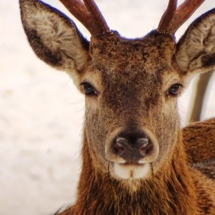 Ein Junger Hirsch - Wildtiere hautnah erleben, © Alpenwelt Karwendel | Andrea Schmölzer