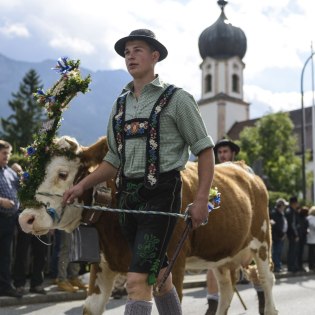 Jeden Herbst gibt es in Krün, Mittenwald und Wallgau verschiedene Viehscheid und Almabtriebe von Rindern, Ziegen und Schafen.  , © Alpenwelt Karwendel | Zugspitz Region