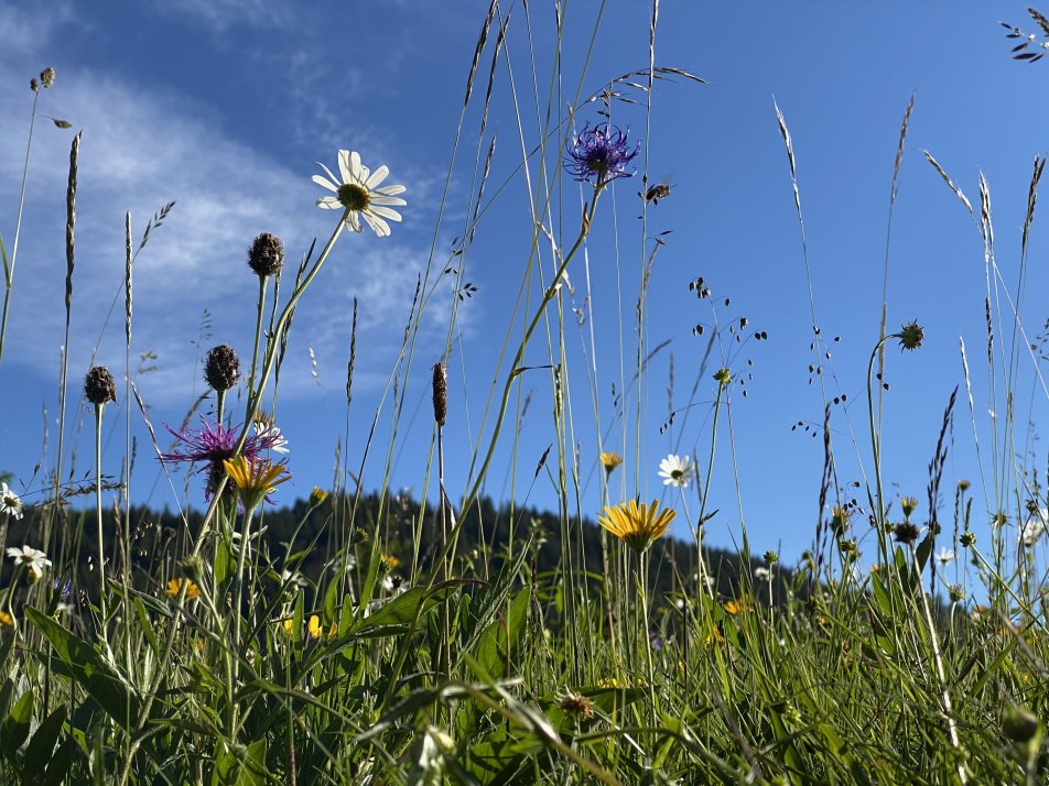 Wiesenblumen, © Schober