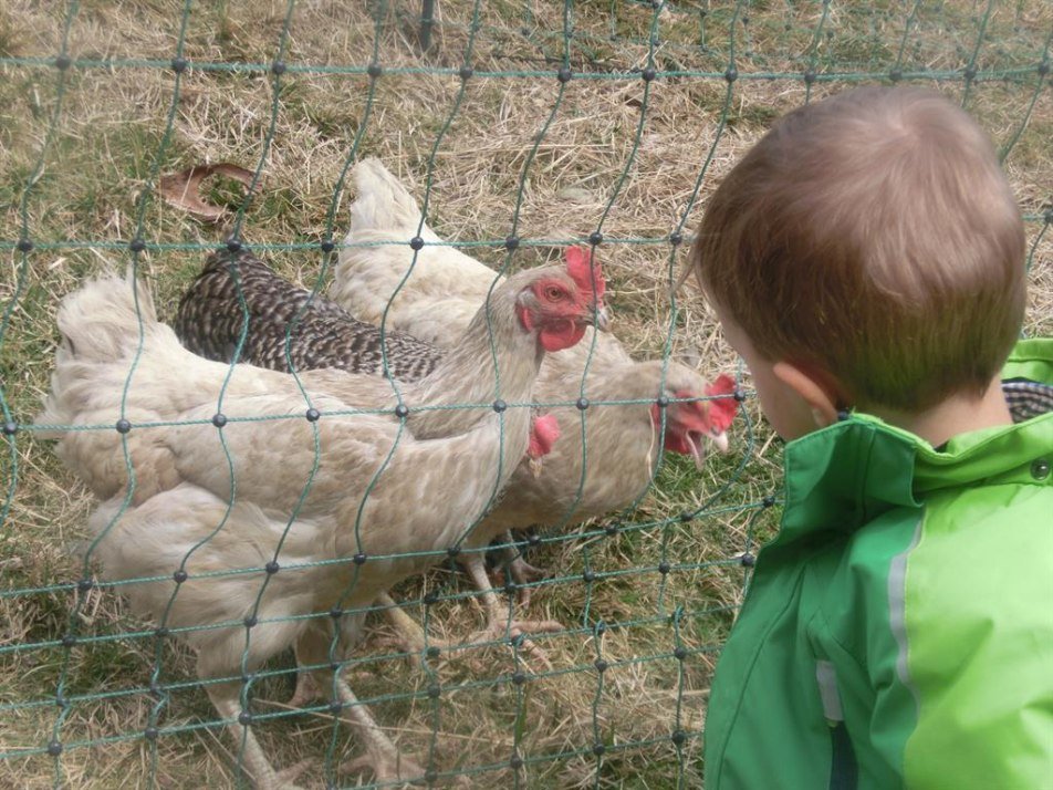 Eierliferanten Eierliferanten