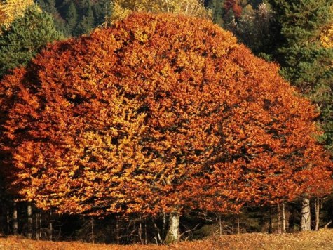 Botanische Herbstwanderung mit Danny Böttger, © Alpenwelt Karwendel | Danny Böttger