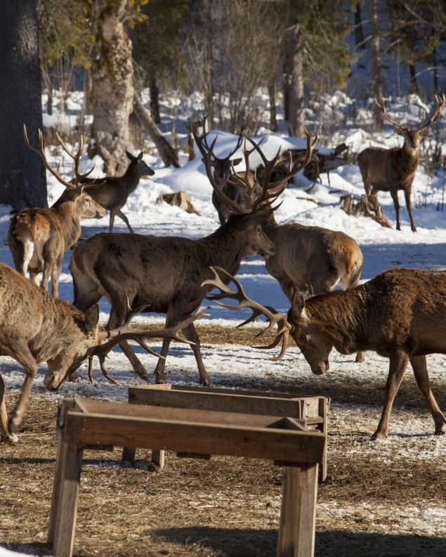 Hirsche bei der Wildfütterung in Wallgau, © Alpenwelt Karwendel | Hubert Hornsteiner 