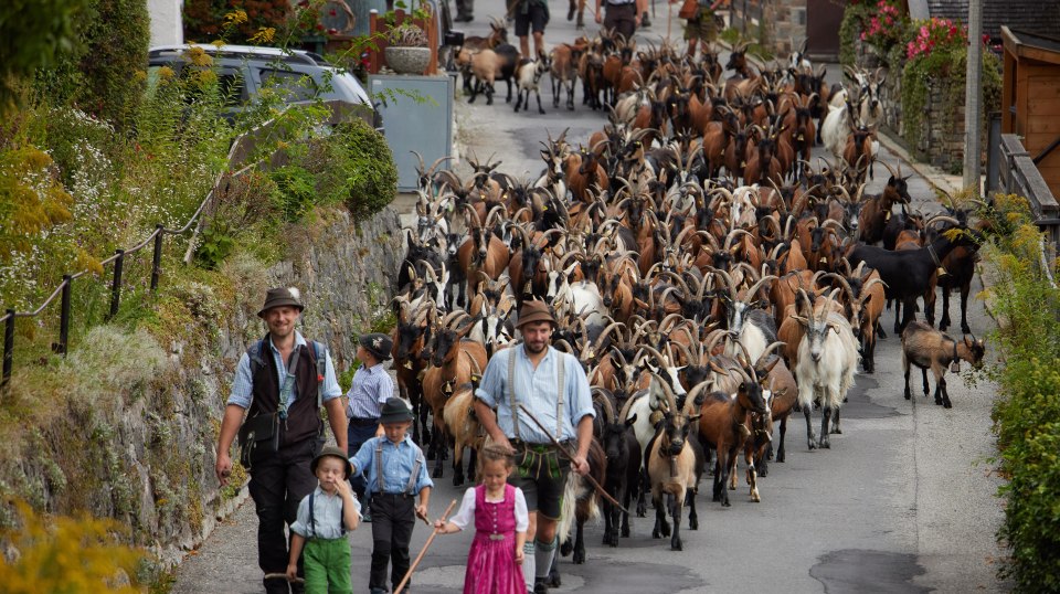 Ziegenabtrieb in Mittenwald, © Alpenwelt Karwendel/ Lukas Barth-Tuttas