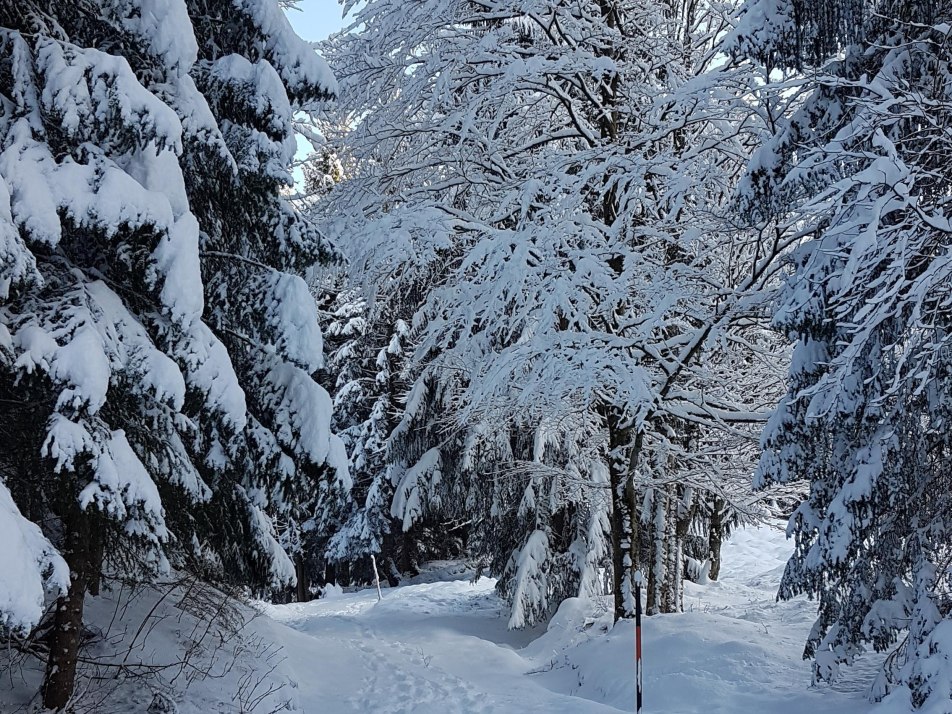 Spuren im Schnee