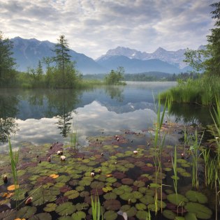 Seerosen im Barmsee zwischen Wetterstein und Karwendel, © Alpenwelt Karwendel | Maximilian Ziegler