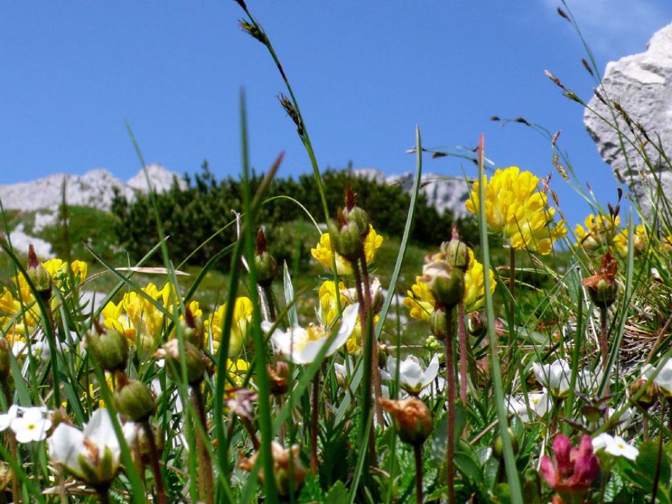 Frühling auf den Bergen