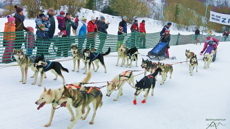 Geschafft - Zieleinlauf der Hundeschlitten!, © dieStreunerin Geschafft - Zieleinlauf der Hundeschlitten!, © dieStreunerin
