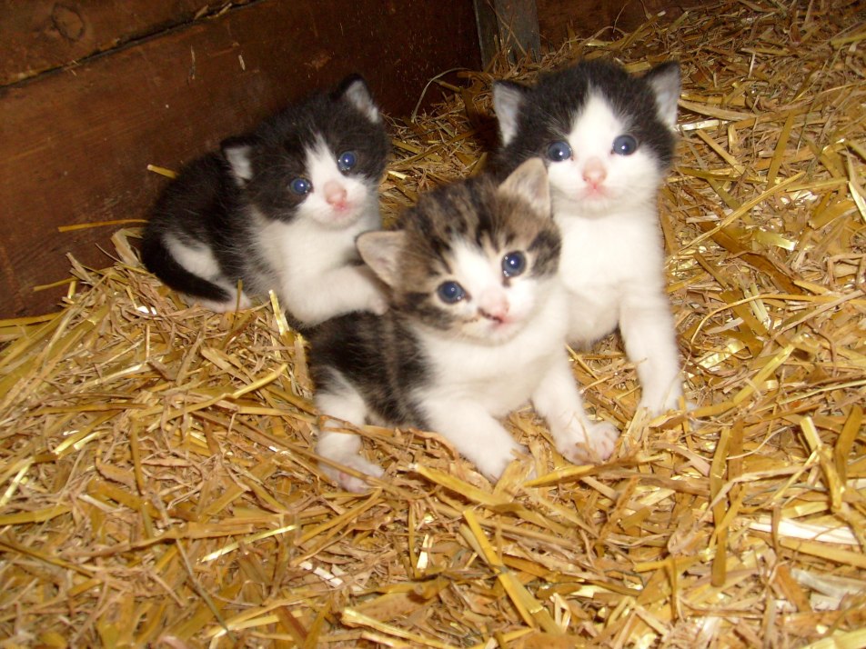 Katzenbabys