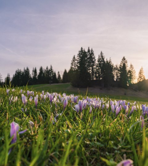 Frühling in der Alpenwelt Karwendel: Blütenpracht rund um Mittenwald, Krün und Wallgau, © Alpenwelt Karwendel | Paul Wolf