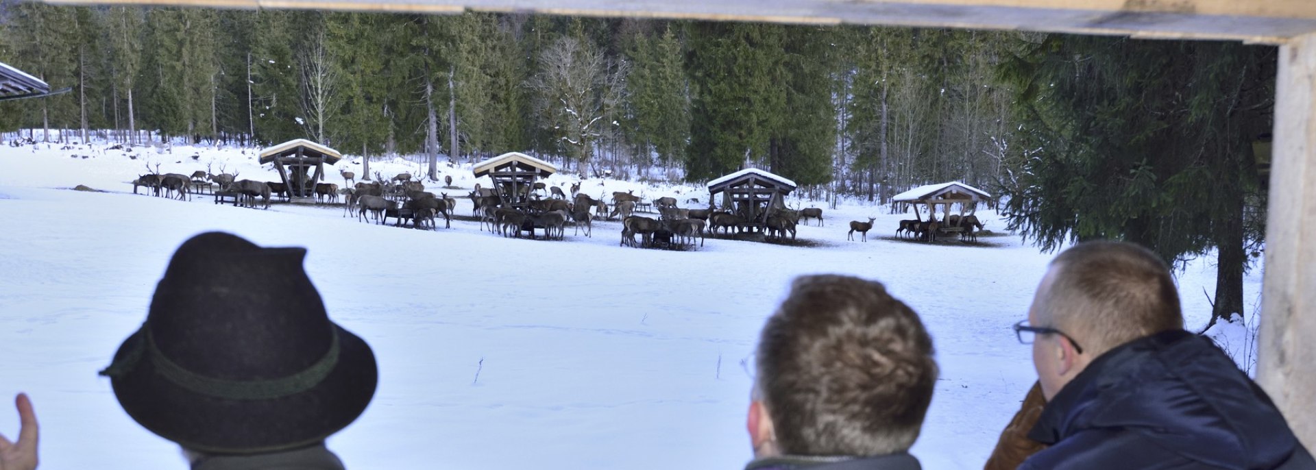 Gäste bei der Wildfütterung in Wallgau, © Alpenwelt Karwendel | Stefan Eisend 