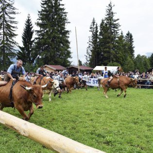 Eindrücke vom Ochsenrennen in Wallgau 2016, © Alpenwelt Karwendel | Florian Neuner