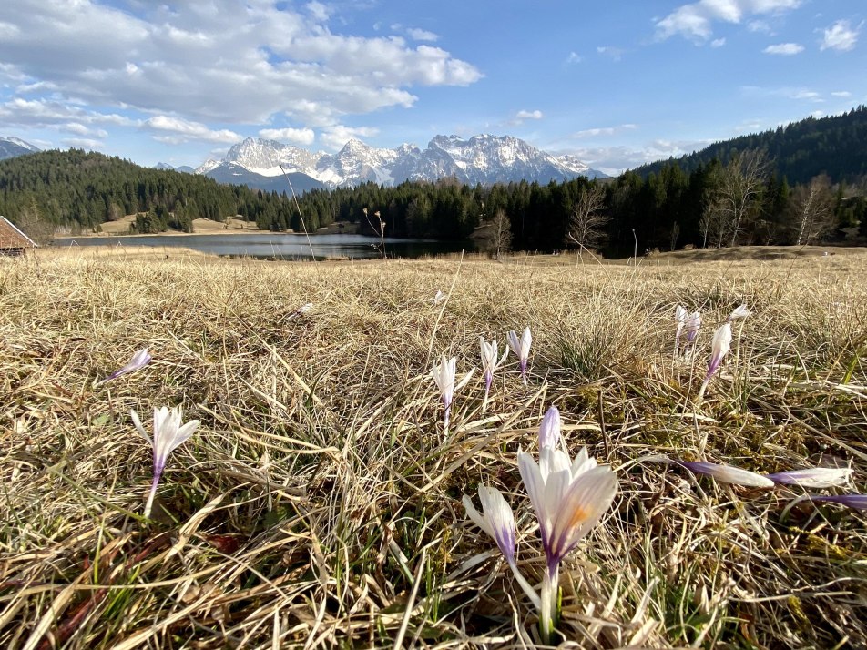 Krokusblüte am Geroldsee, © Schober