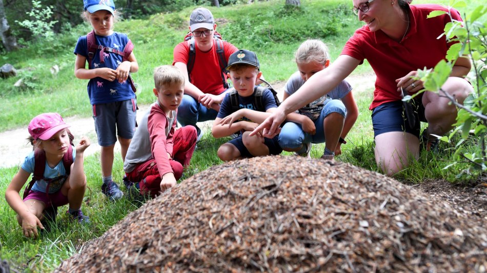 The enchanting beech forest offers nature & fun!, © Alpenwelt Karwendel | Angelika Warmuth