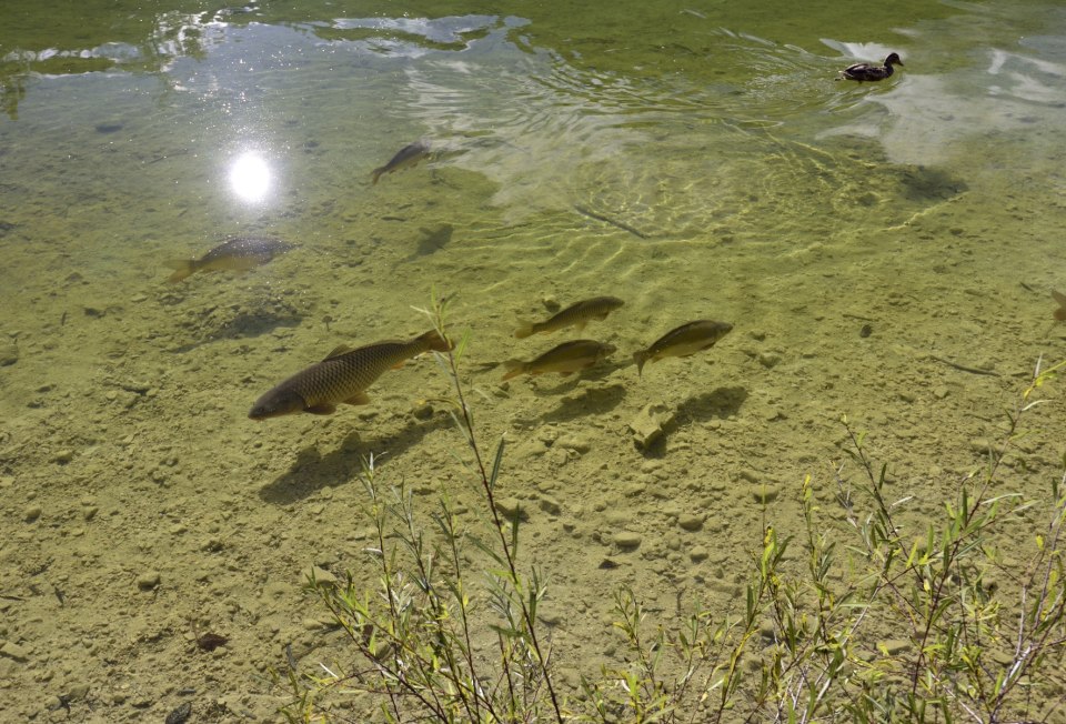 Der Lautersee bei Mittenwald ist ein Paradies für Angler, © Alpenwelt Karwendel | Stefan Eisend