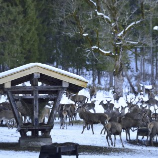 Hirsche bei der Wildfütterung in Wallgau, © Alpenwelt Karwendel | Stefan Eisend