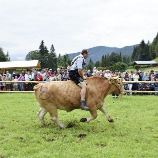 Eindrücke vom Ochsenrennen in Wallgau 2016, © Alpenwelt Karwendel | Florian Neuner