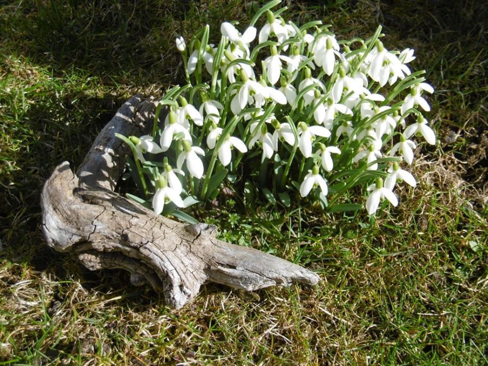 Frühling rund um das Haus Suitner