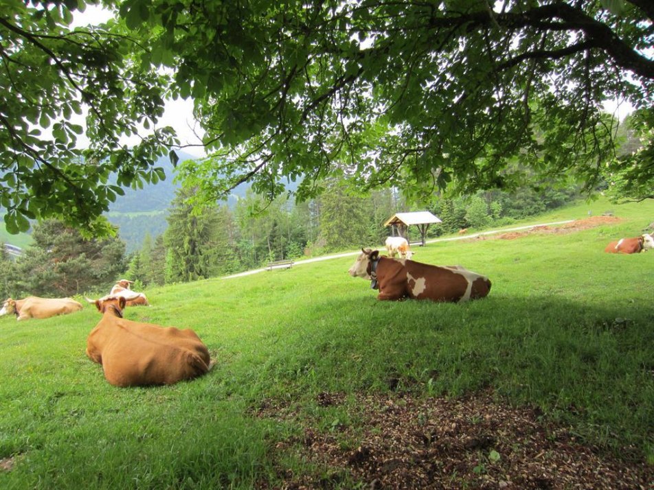 Werdenfelser-Kühe, © Cows from the Werdenfels