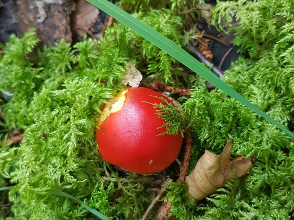 Unsre Natur