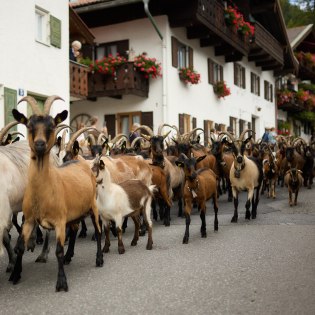 Ziegenabtrieb 2023 in Mittenwald, © Alpenwelt Karwendel/ Lukas Barth-Tuttas