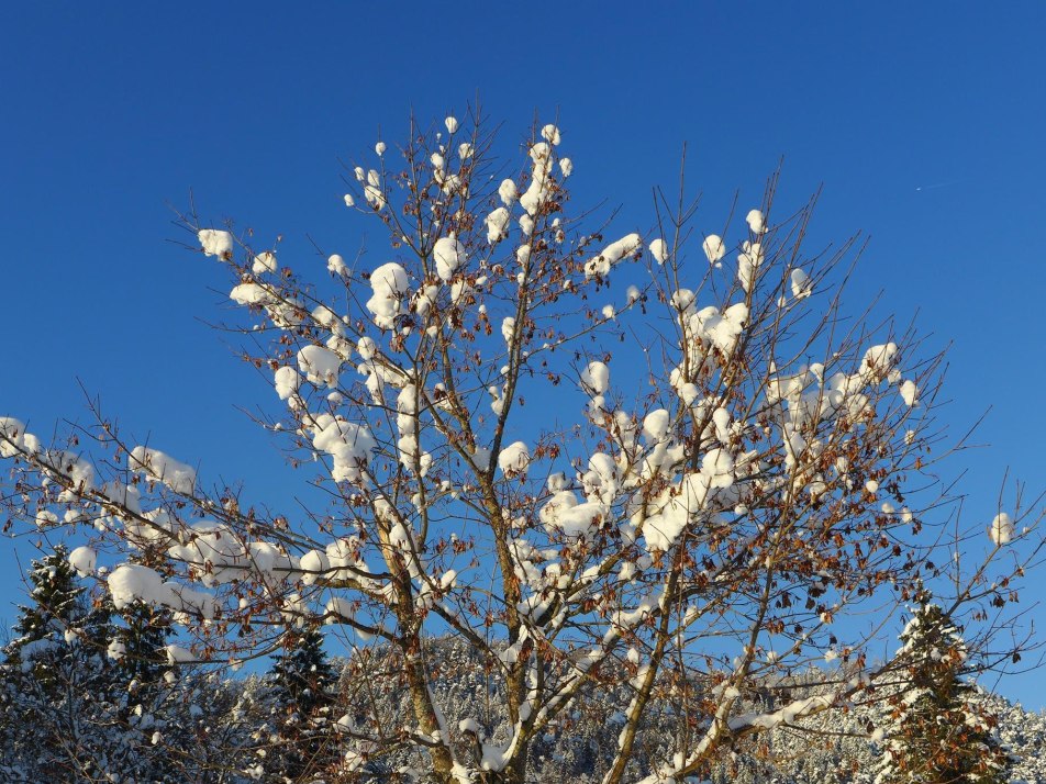 Wallgau im Winter (3)