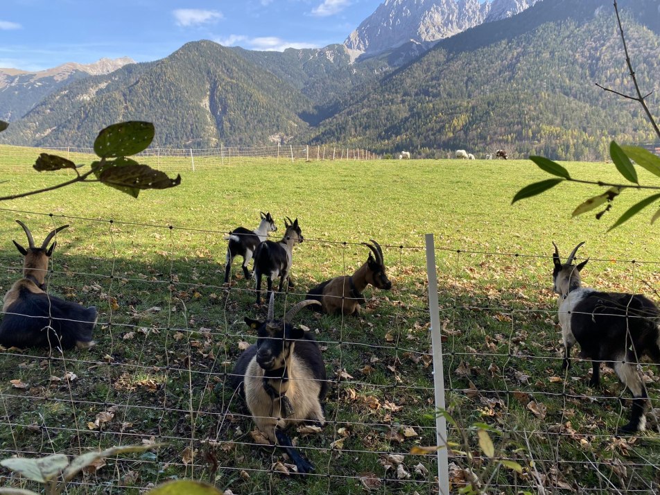 Ziegen an den Buckelwiesen